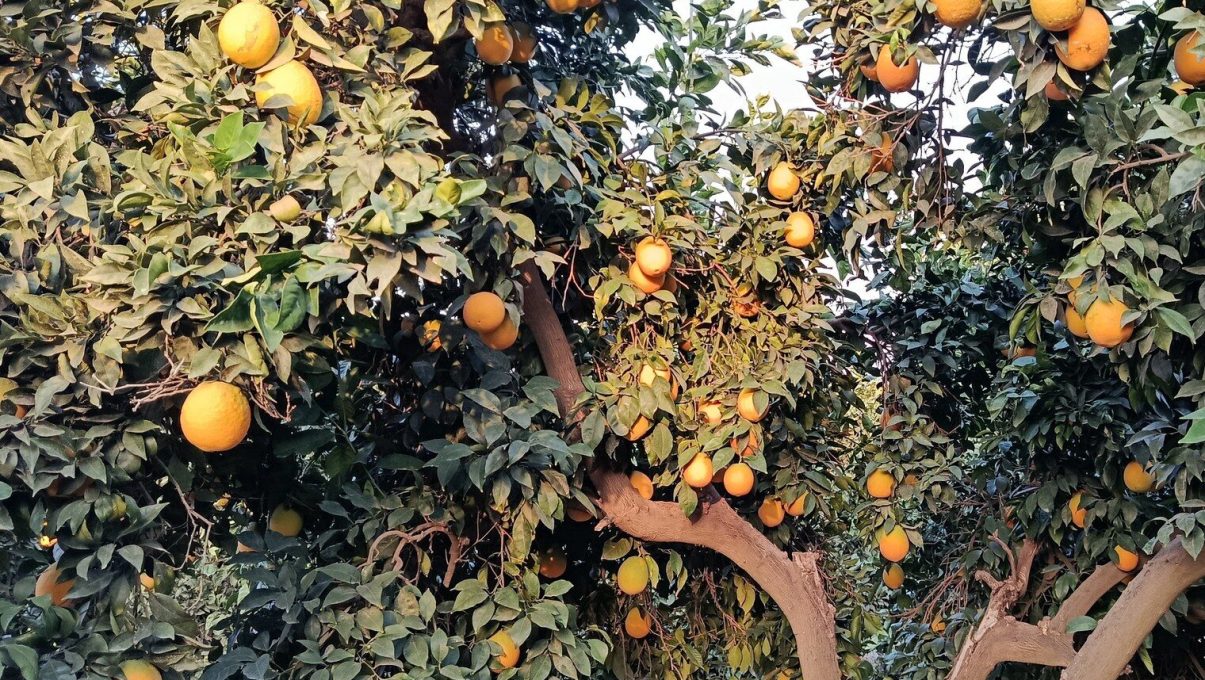 586605896_2331981037242085_2314886068454383874_n