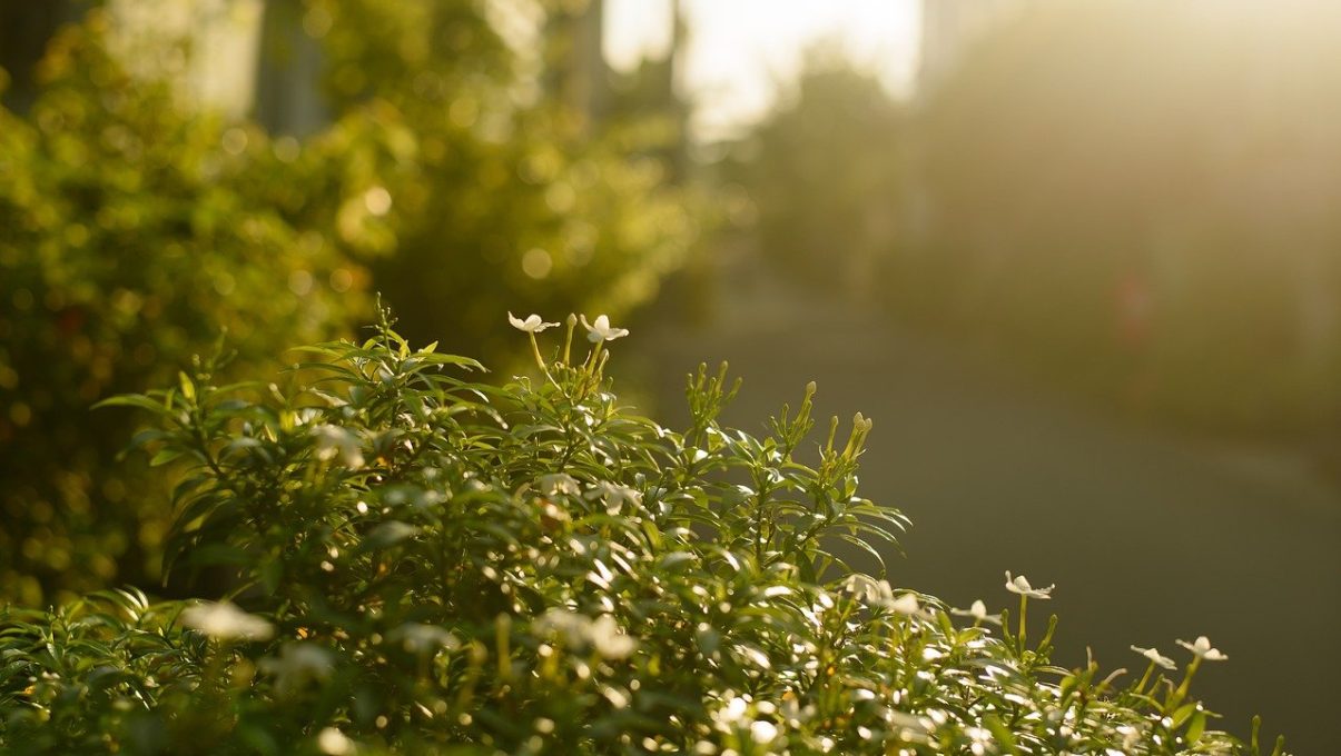 צילום: ממקורות פתוחים