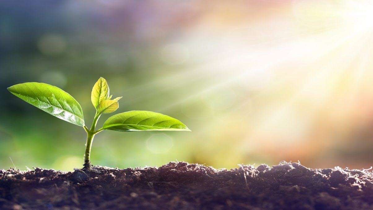 טעויות נפוצות בגידול צמחים בבית